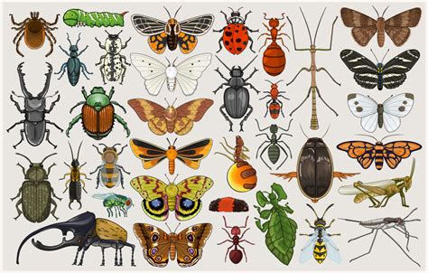 um entomólogo estudava a fauna de insetos
